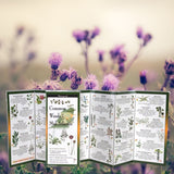 Common Weeds of the Mid-Atlantic