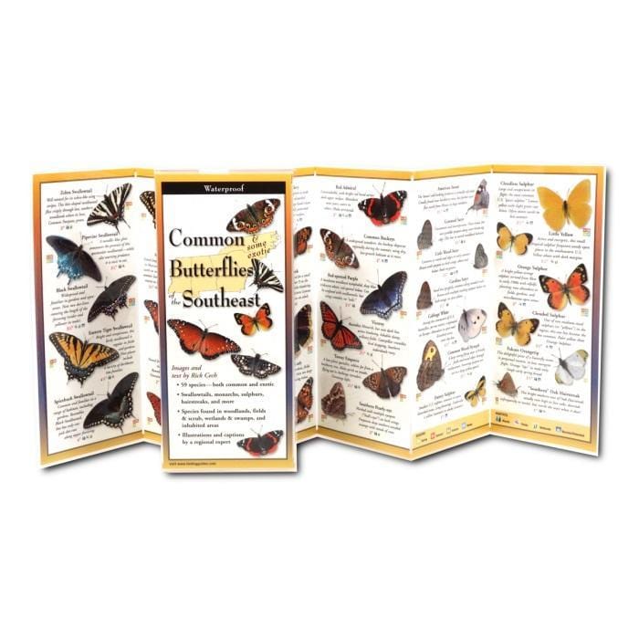 Common Butterflies of the Southeast.