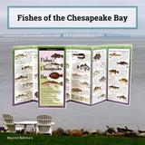 Fishes of the Chesapeake Bay.