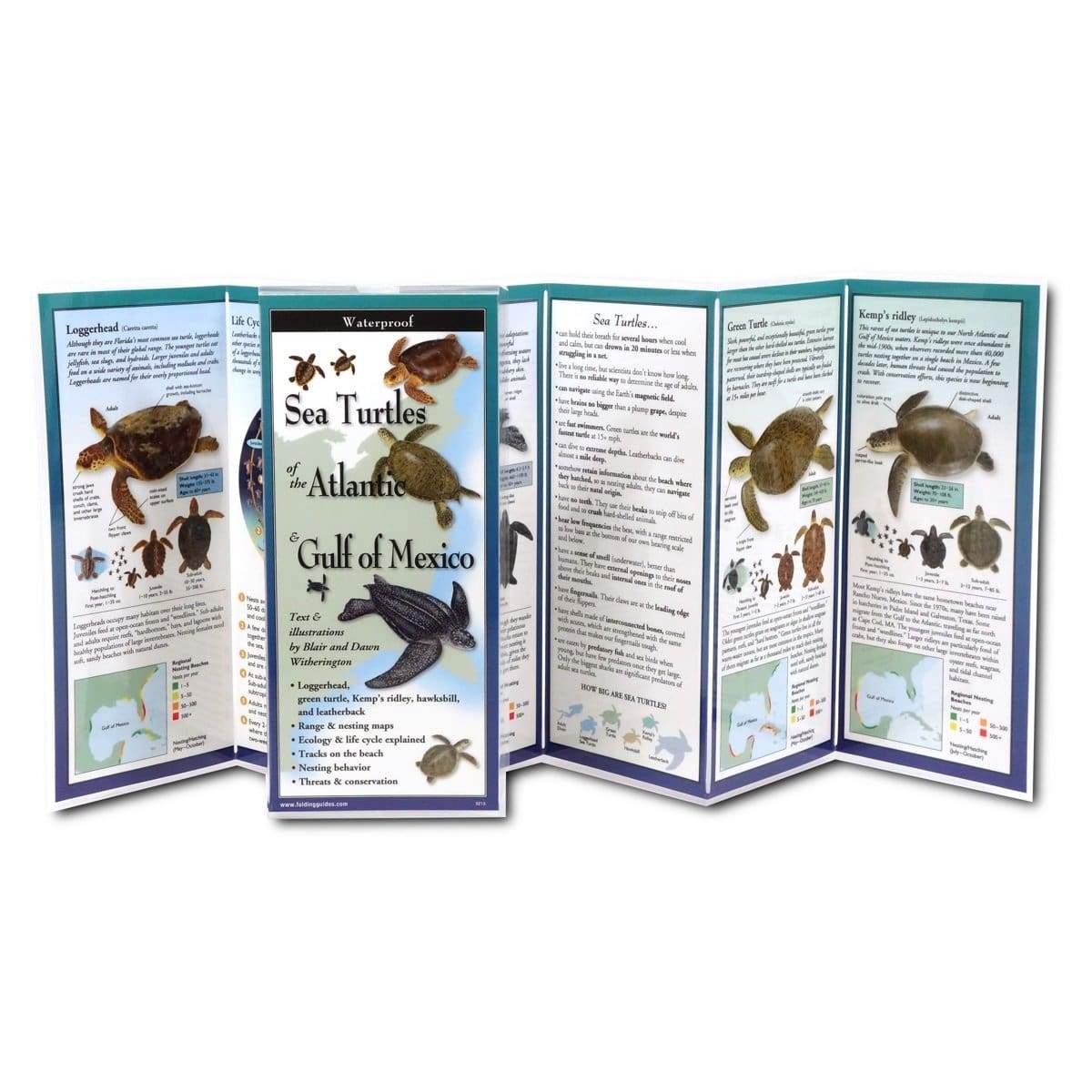 Sea Turtles of the Atlantic and Gulf of Mexico.