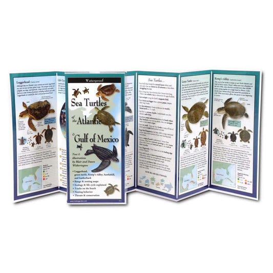 Sea Turtles of the Atlantic and Gulf of Mexico.