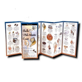 Shells and Beach Life of the Mid-Atlantic Coast.