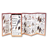 Sibley's Raptors of Eastern North America.