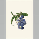Blueberry Boxed Notes.