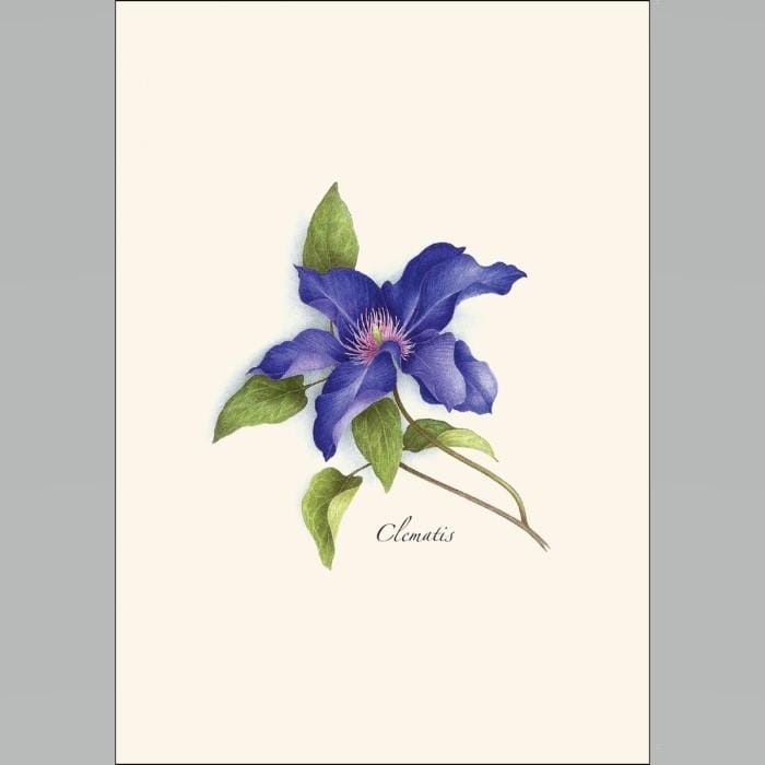 Clematis Boxed Notes.