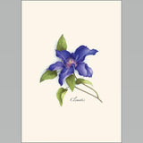 Clematis Boxed Notes.