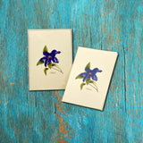 Clematis Boxed Notes.