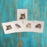 Peterson’s Owl Assortment Boxed Notes.