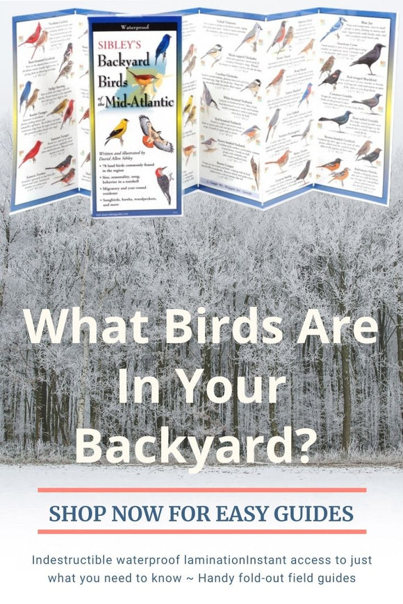 What Birds Are In Your Backyard?