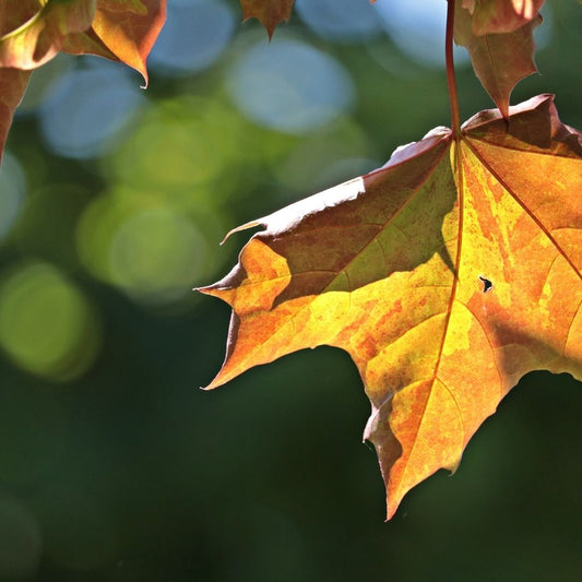 And Just Like That, It’s November