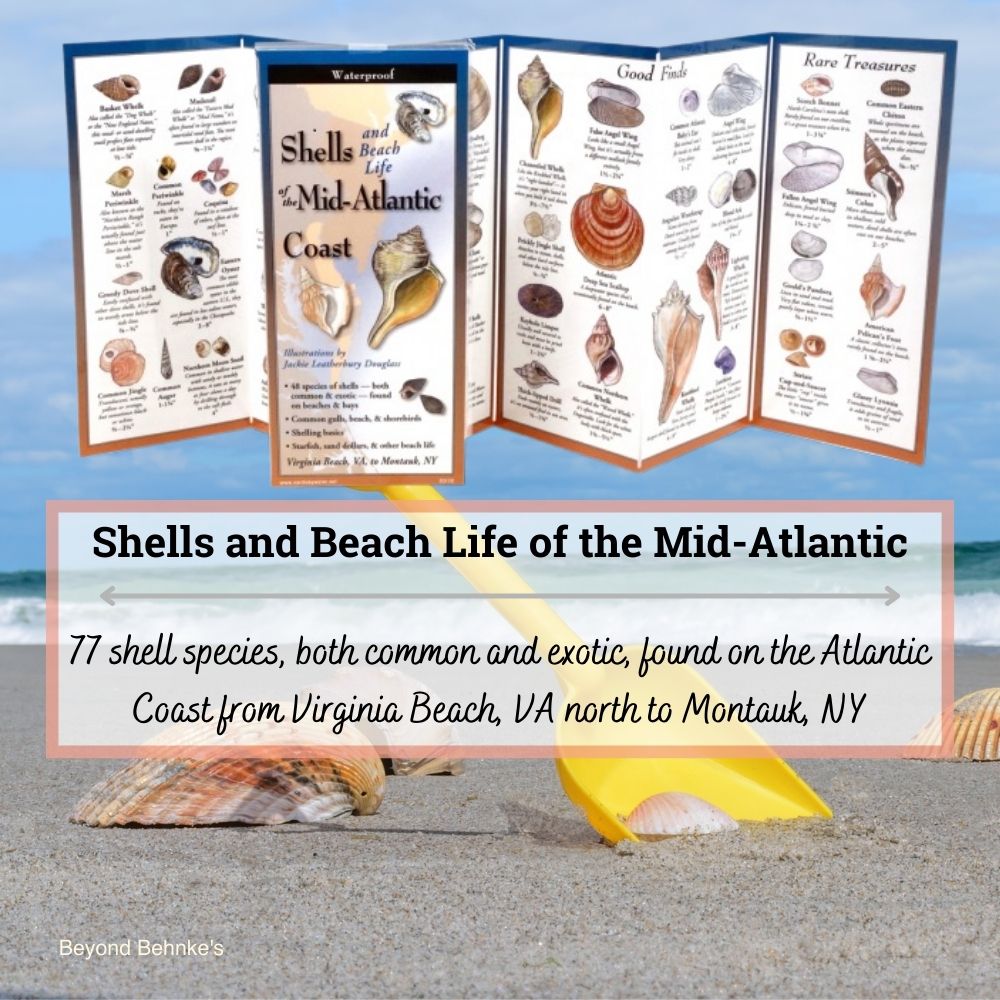 Shells and Beach Life of the Mid-Atlantic