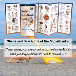 Shells and Beach Life of the Mid-Atlantic