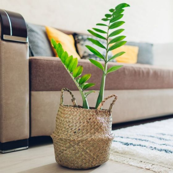 Easy Care ZZ Plant - Perfect for the Beginning Houseplant Parent