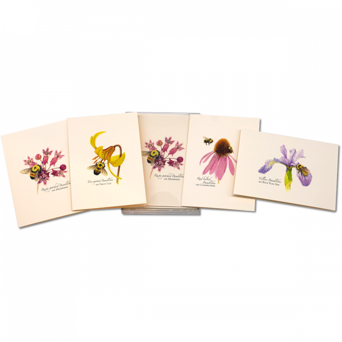 Bumblebee Assortment Boxed Note Cards
