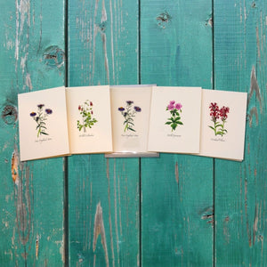 Meadow Wildflower Assortment Note Cards