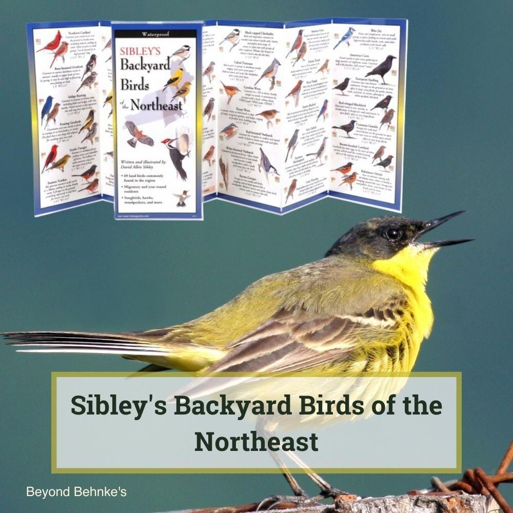 Backyard Birds of the Northeast Folding Guide by Sibley – Beyond Behnke ...