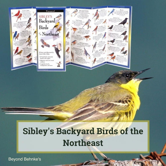 Backyard Birds of the Northeast.