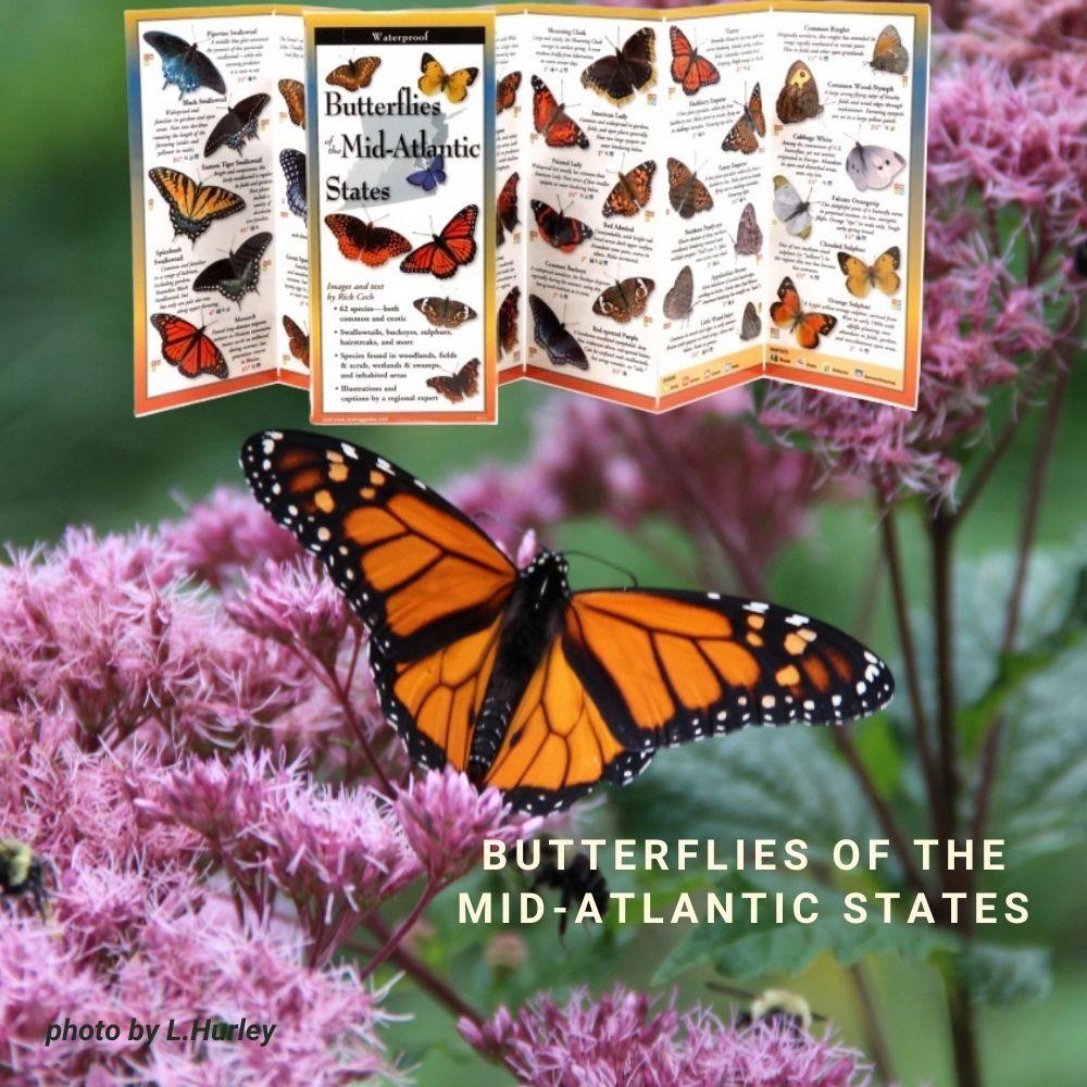 Butterflies of the Mid Atlantic States.