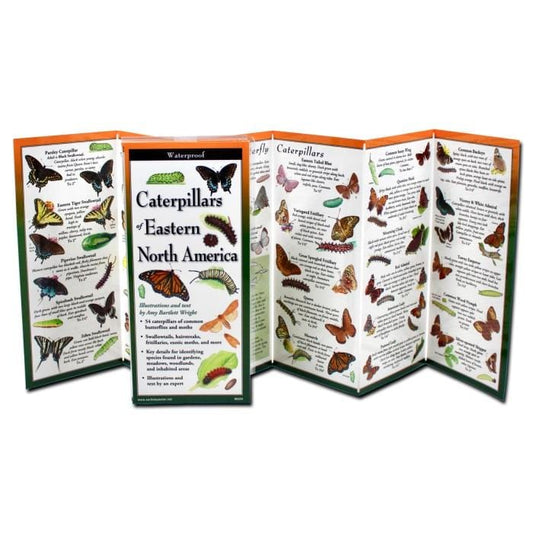 Caterpillars of Eastern North America.