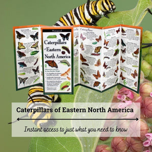 Caterpillars of Eastern North America.