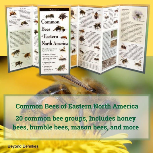 Common Bees of Eastern North America.