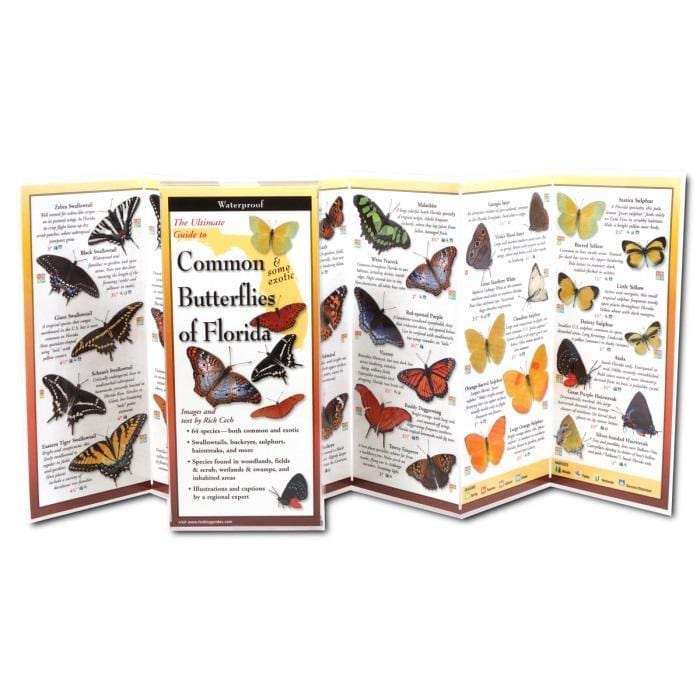 Common Butterflies of Florida.