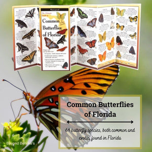Common Butterflies of Florida.