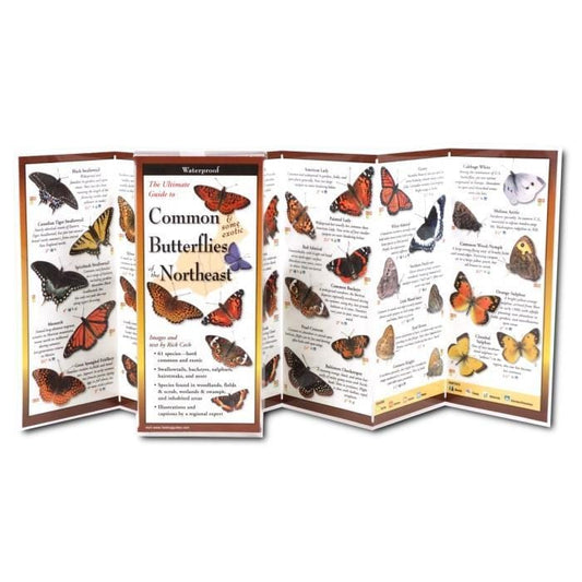Common Butterflies of the Northeast.