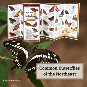 Common Butterflies of the Northeast.