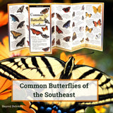 Common Butterflies of the Southeast.