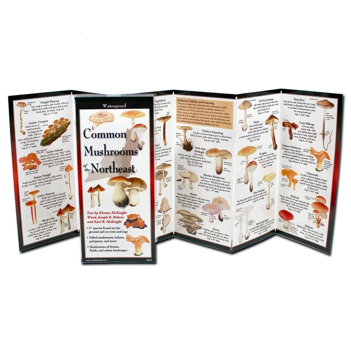 Common Mushrooms of the Northeast.