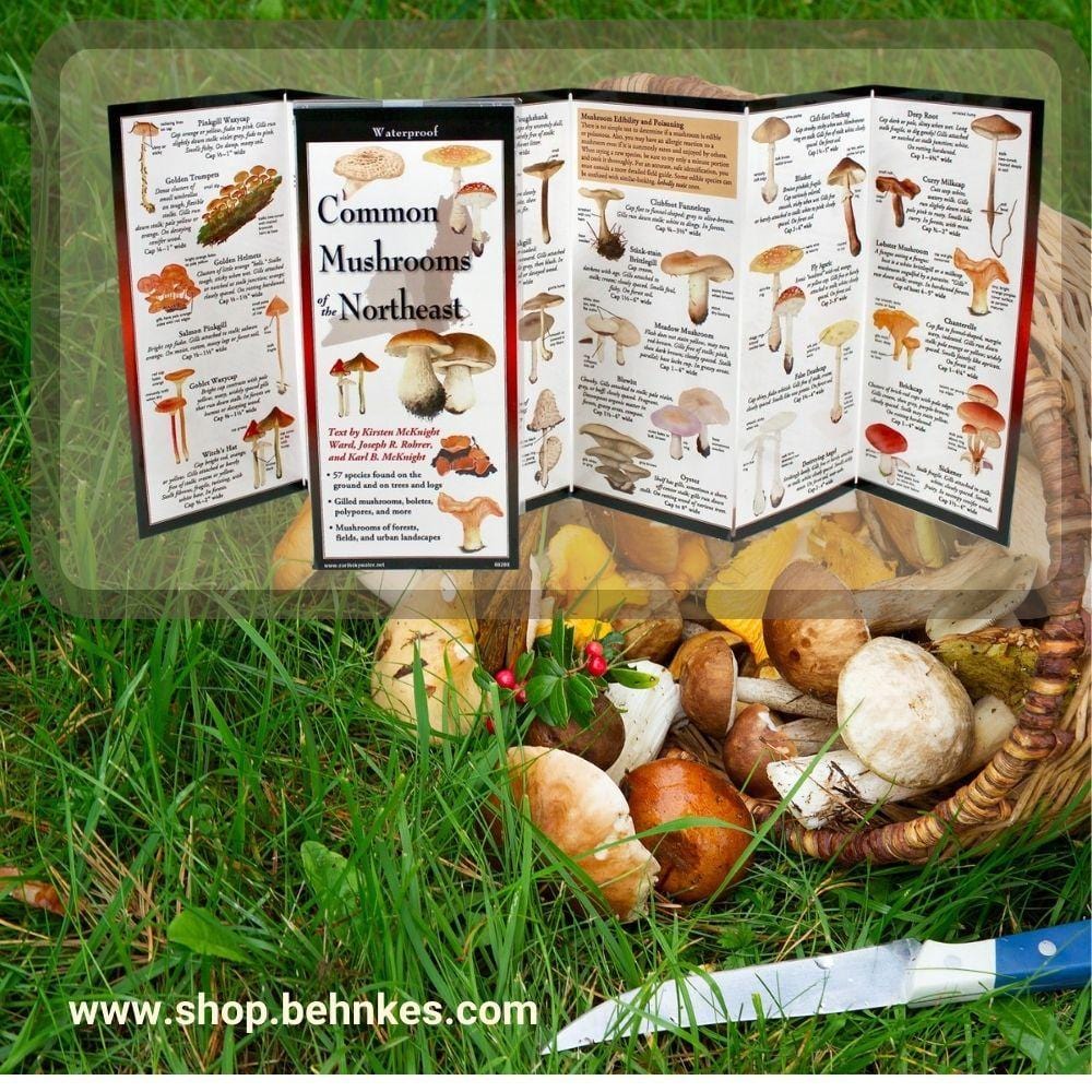 Common Mushrooms of the Northeast.