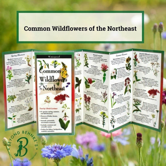 Common Wildflowers of the Northeast.