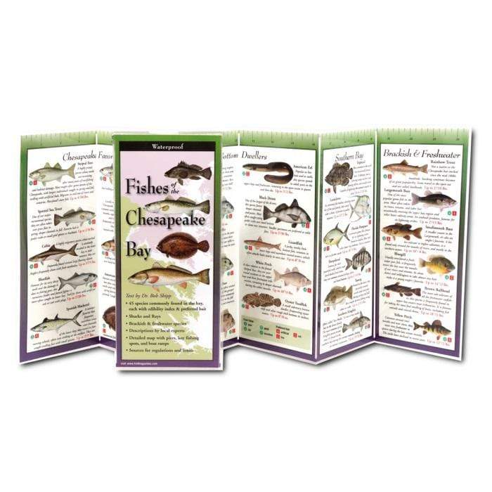 Fishes of the Chesapeake Bay.