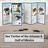 Sea Turtles of the Atlantic and Gulf of Mexico.