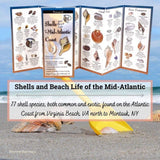 Shells and Beach Life of the Mid-Atlantic Coast.