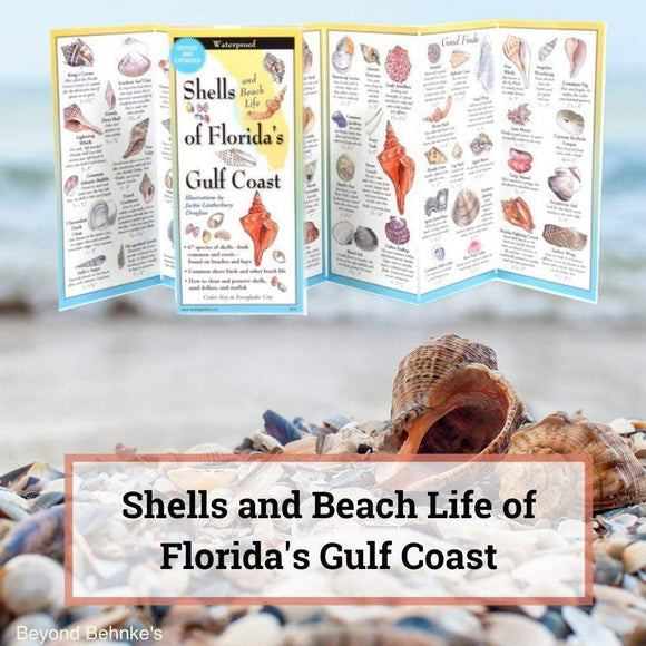 Florida Shells Printable Shells of Florida's Gulf Coast Guide