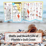 Shells of Florida's Gulf Coast.