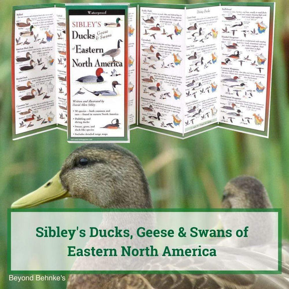 Sibley’s Ducks, Geese, & Swans of Eastern North America.