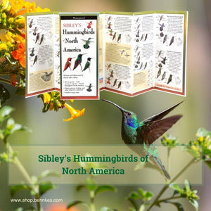 Sibley's Hummingbirds of North America.