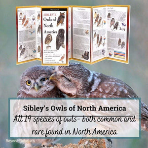 Sibley's Owls Of North America.