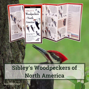 Sibley's Woodpeckers of North America.