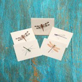 Dragonfly and Damselfly Assortment Boxed Notes.