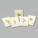 Herb Assortment Boxed Notes.