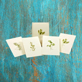 Herb Assortment Boxed Notes.