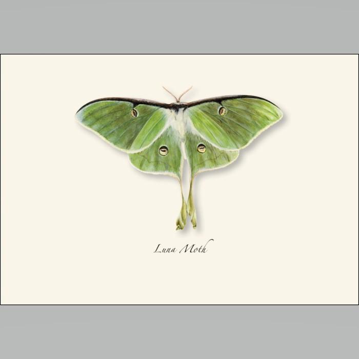 Luna Moth Boxed Notes.