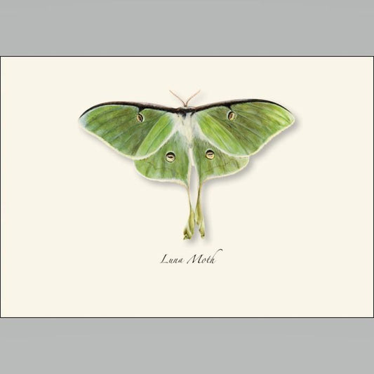 Luna Moth Boxed Notes.