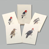 Peterson’s Woodpecker Assortment Boxed Notes.