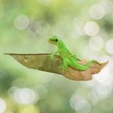 Day Gecko On Leaf.