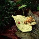 Top Land Trading Fairy Gardening Little Turtle On Leaf For Fairy Garden